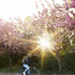 Berlin-Tourist auf einer Fahrrad-Tour entlang des Mauer Radwegs in Berlin im Frühling unter blühenden Kirschbäumen.